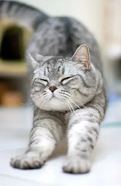 cat