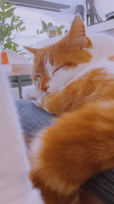 cat