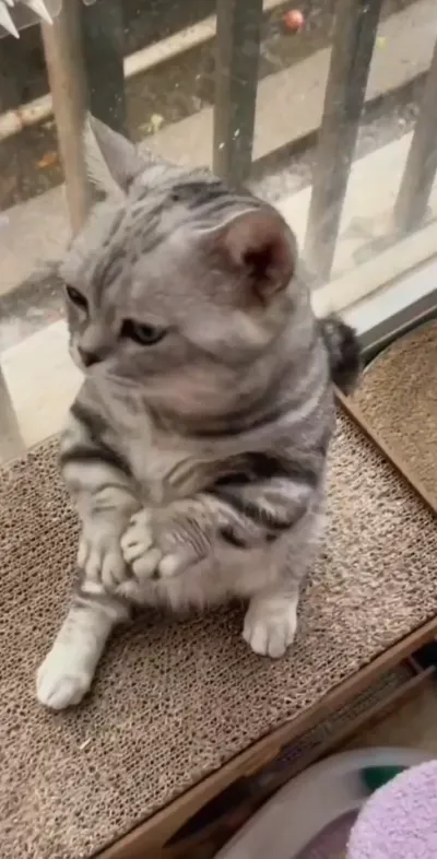 cat
