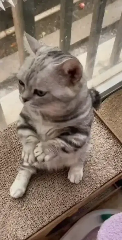 cat