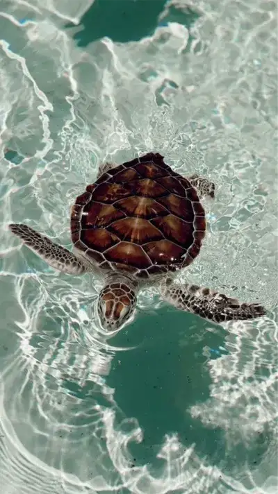 animal