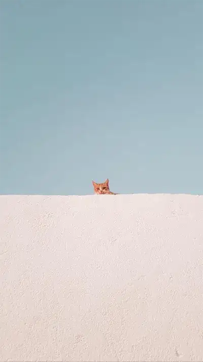 animal