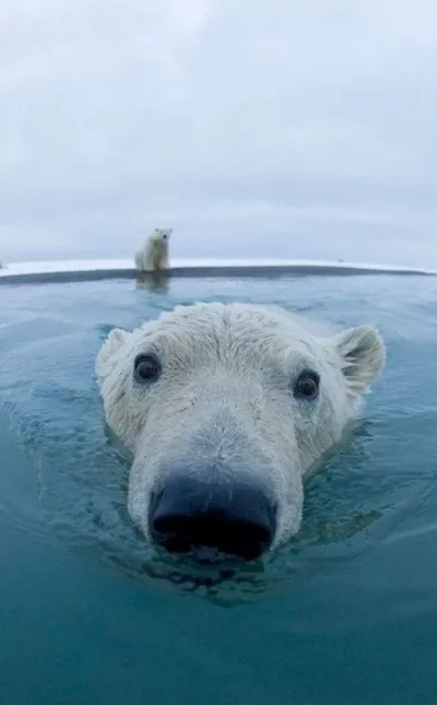 animal