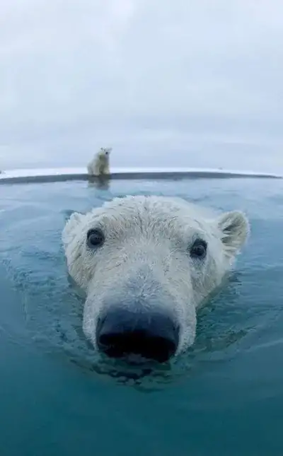 animal