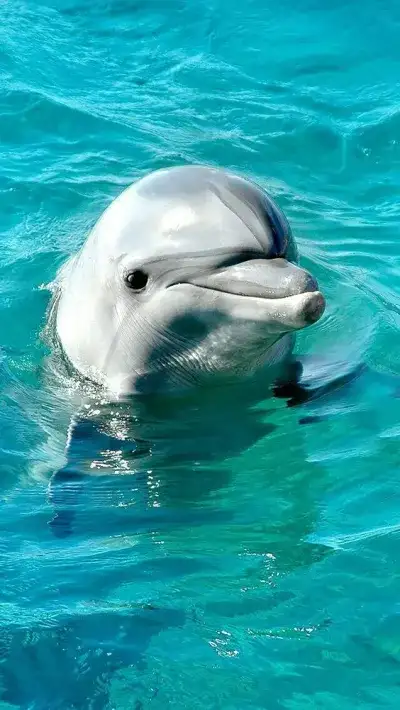 animal