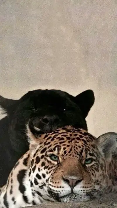 animal