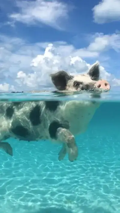 animal