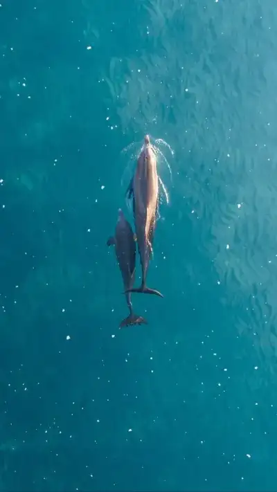 animal