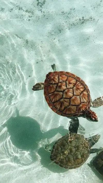 animal