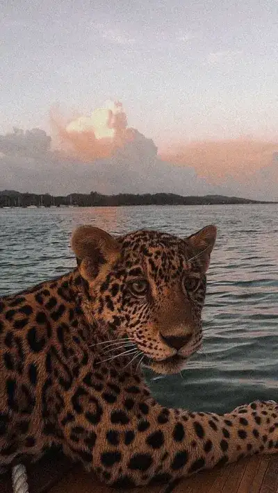 animal