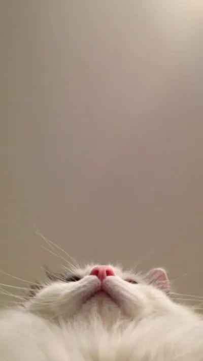 animal