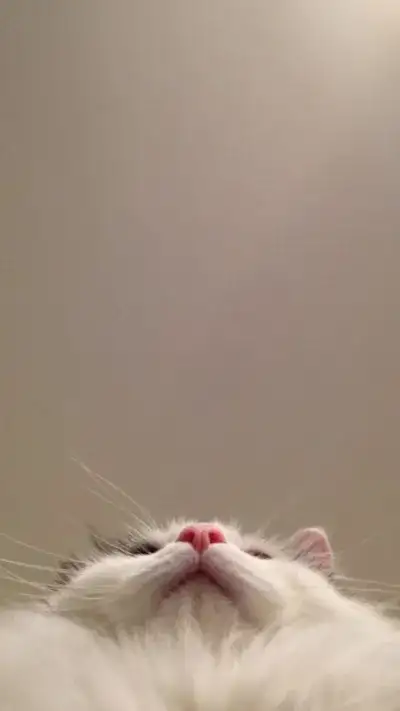 animal