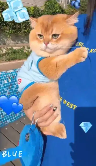 cat