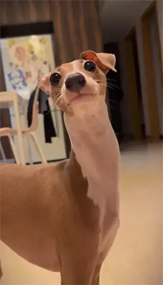 animal