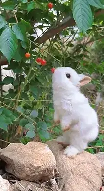 animal
