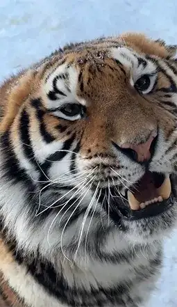 animal