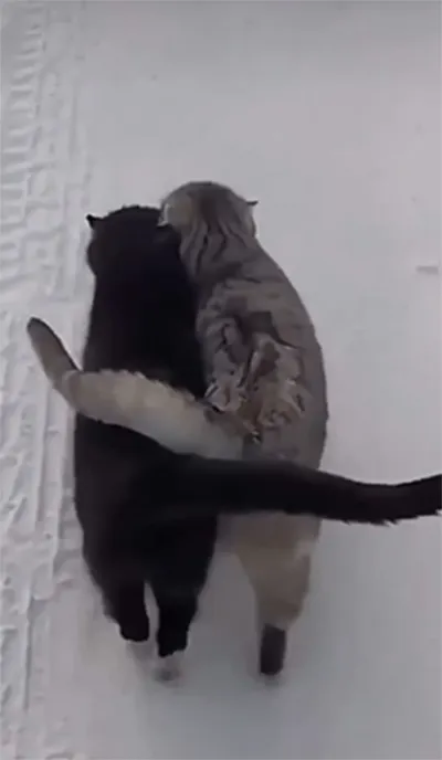 animal