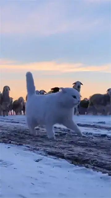 animal