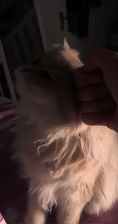 animal