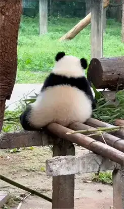 animal