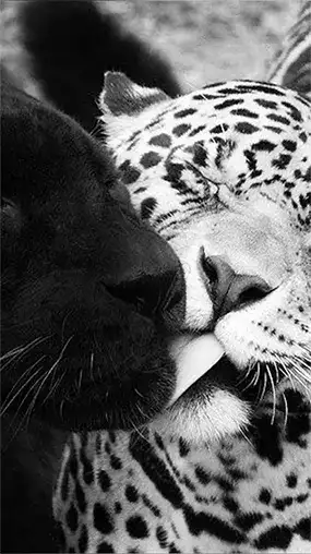 animal
