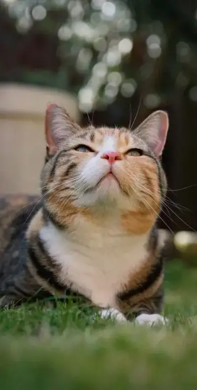 animal
