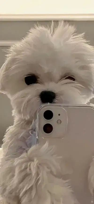 animal