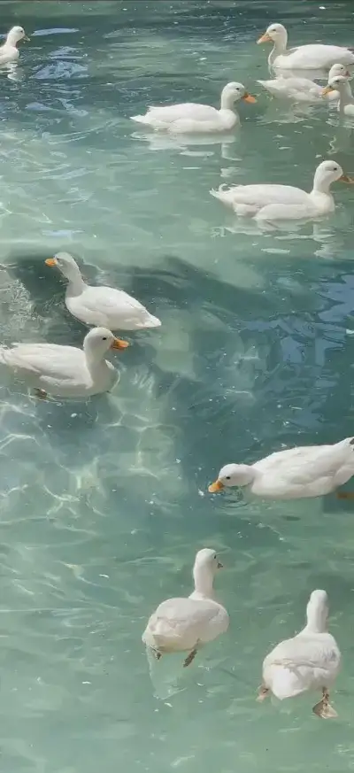 animal