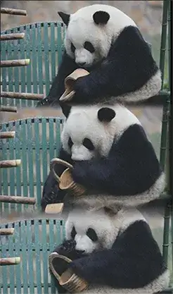panda