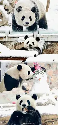 panda