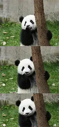 panda