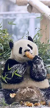 panda