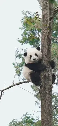 panda
