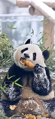 panda