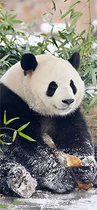 panda