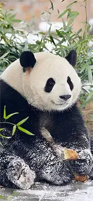 panda