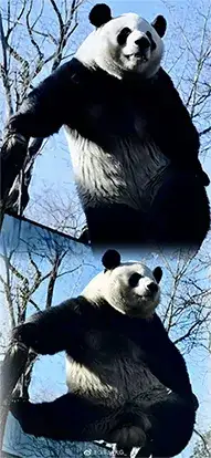 panda