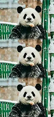 panda