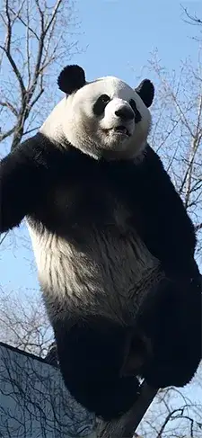 panda