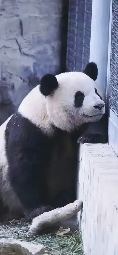 panda