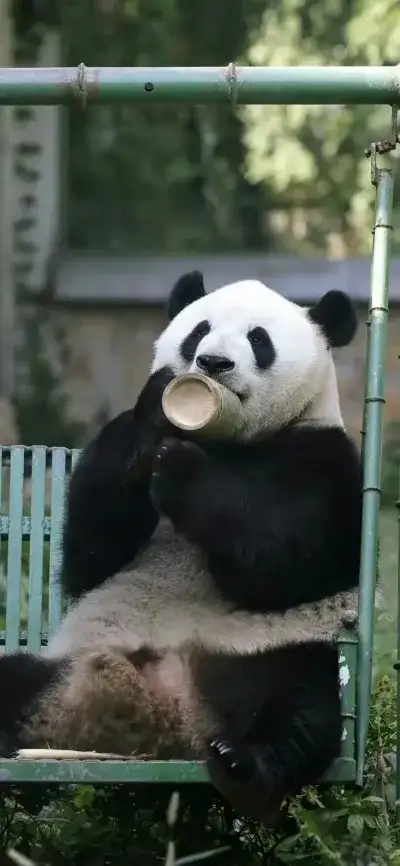 panda
