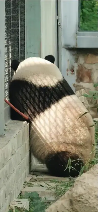 panda