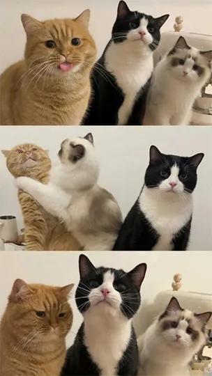 cat