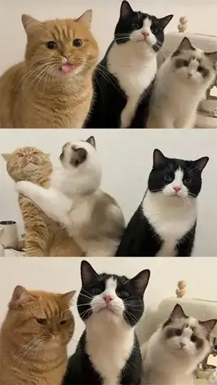 cat