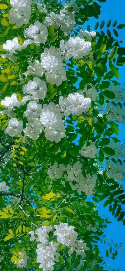 nature