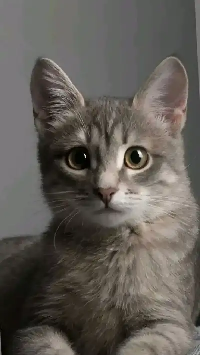animal