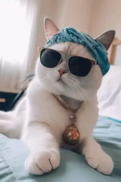 animal