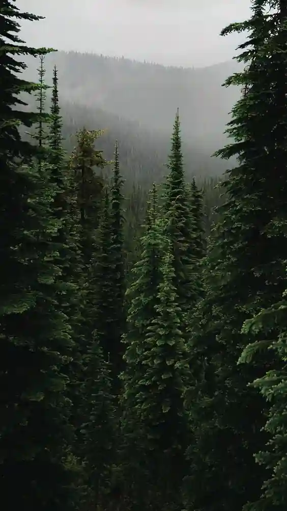 nature