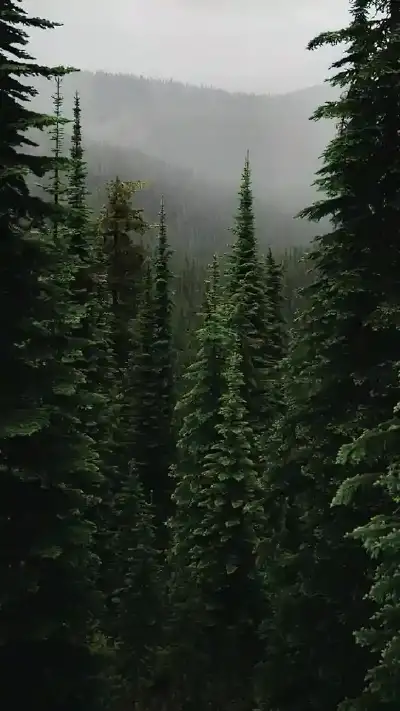 nature