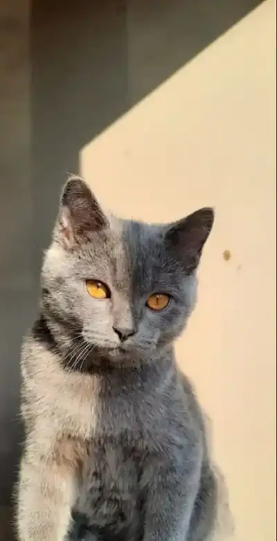 animal